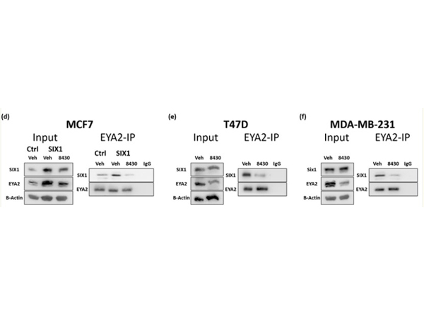 IP/WB using Mouse TB